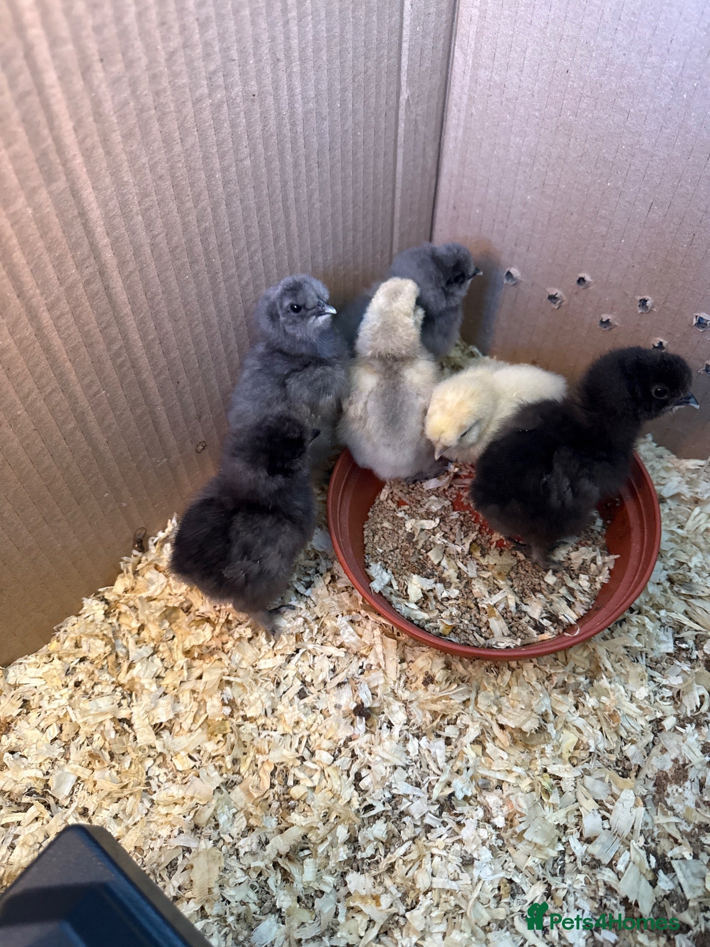 Chickens poultry Silkies chicken  - Advert 2