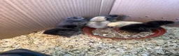 Chickens poultry for sale: Silkies chicken  - Advert 2