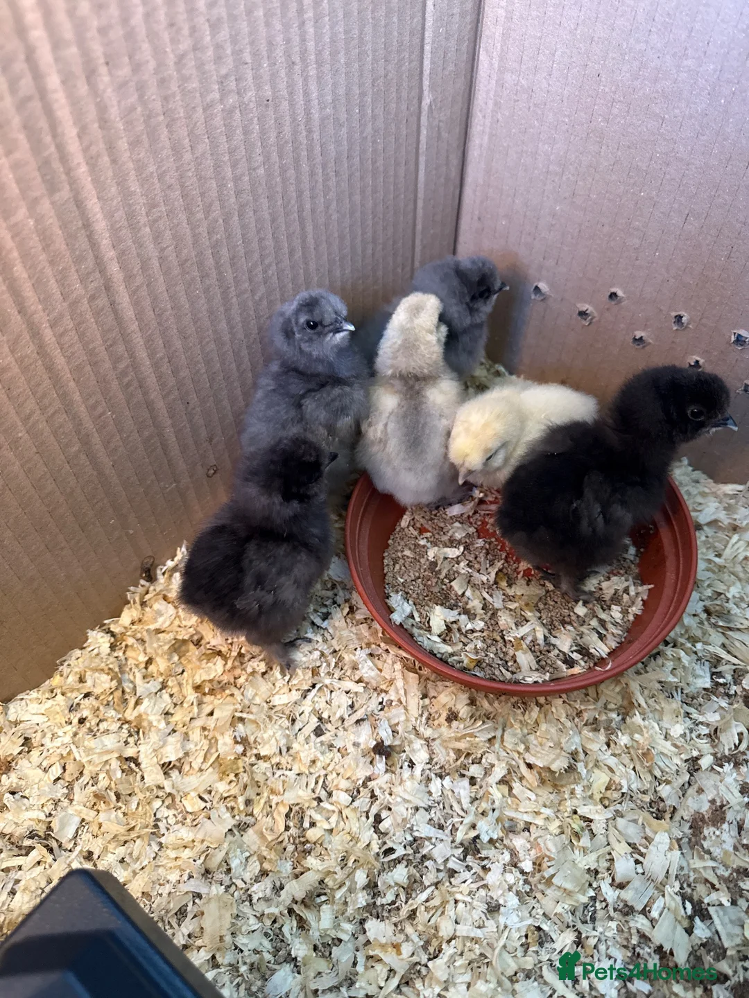 Chickens poultry for sale: Silkies chicken  - Advert 2