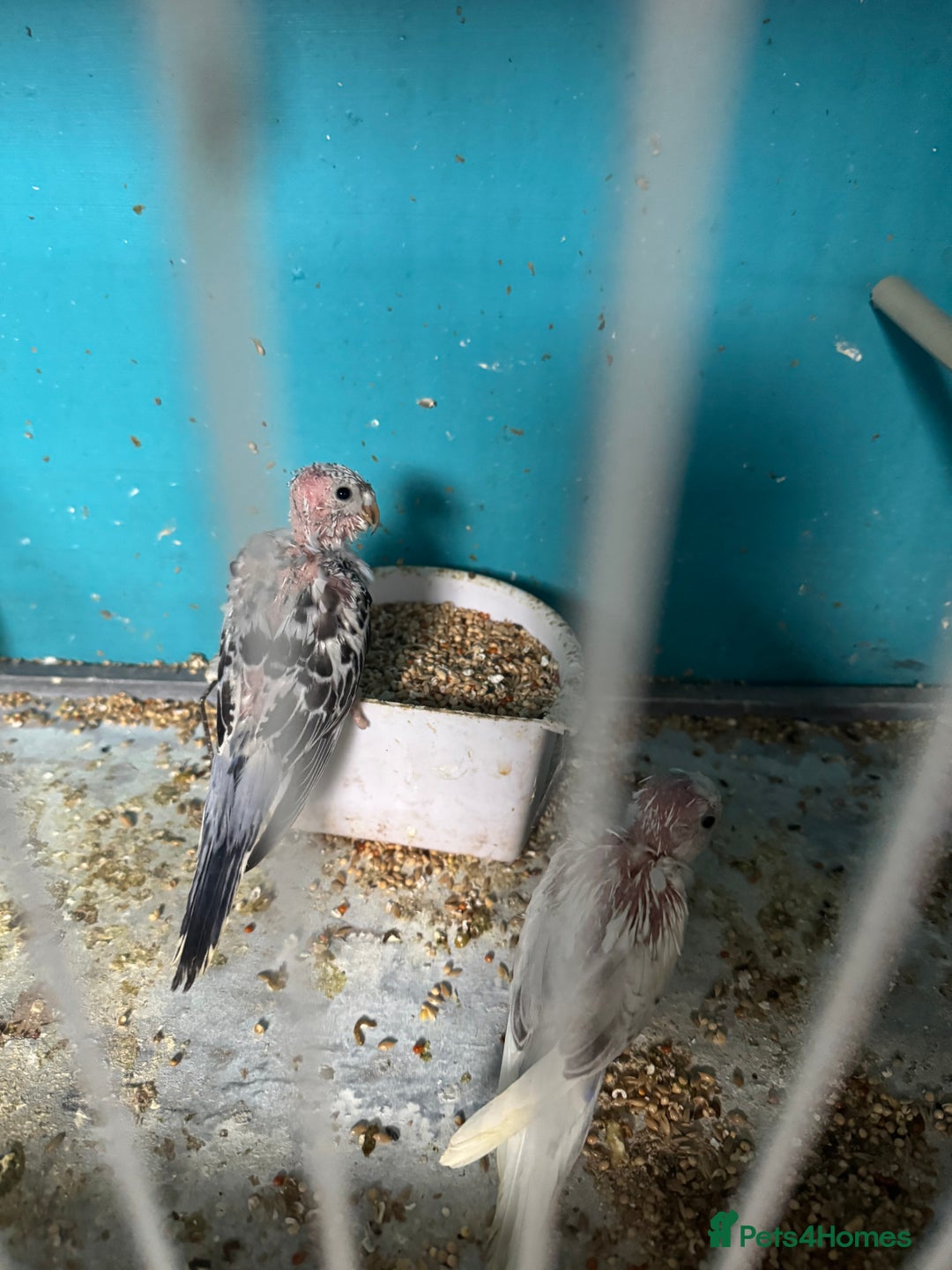 Budgerigars birds for sale: Breeding pairs with chicks - Image 14