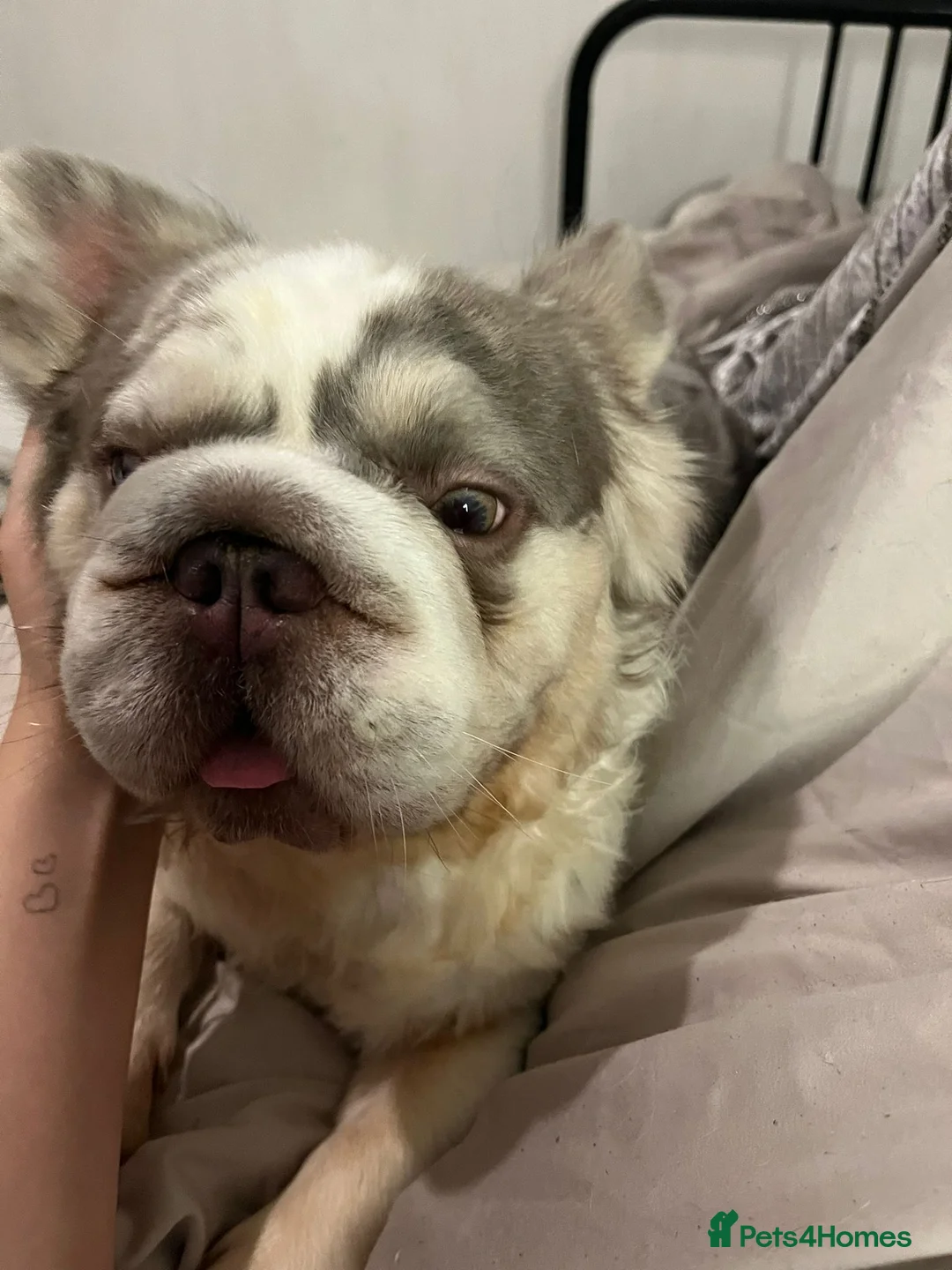 French Bulldog dogs for stud: Lilac Merle fluffy french bulldog for stud  in Portsmouth - Advert 5