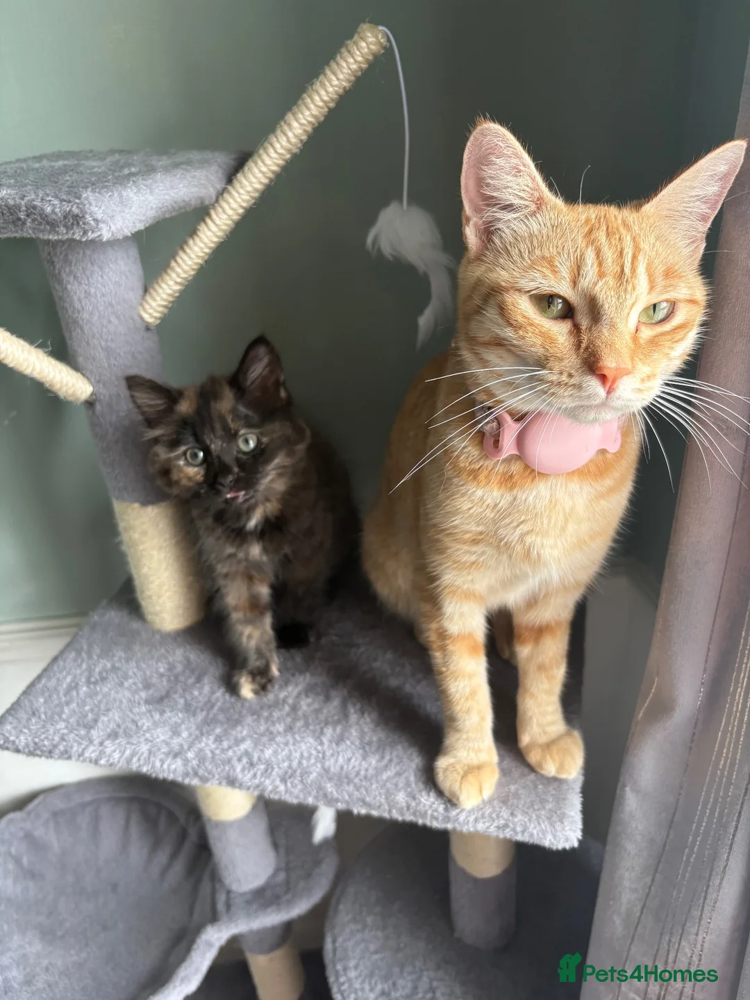 Mixed Breed cats for sale: Mother and daughter  in Saint Leonards-on-sea - Advert 2