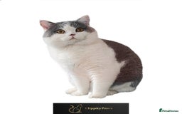 British Shorthair cats for stud: GCCF Registered Chunky British Shorthair Stud in Liverpool - Image 1