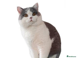 British Shorthair cats GCCF Registered Chunky British Shorthair Stud in Liverpool - Advert 13