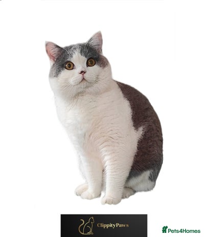British Shorthair cats in Liverpool - Advert 4