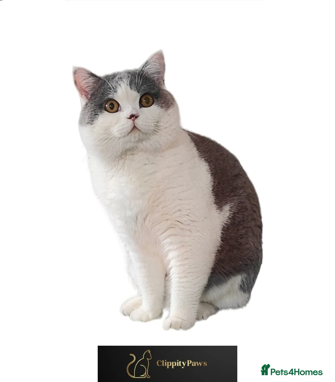 British Shorthair cats for stud: GCCF Registered Chunky British Shorthair Stud in Liverpool - Advert 1