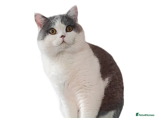 British Shorthair cats GCCF Registered Chunky British Shorthair Stud - Advert 1