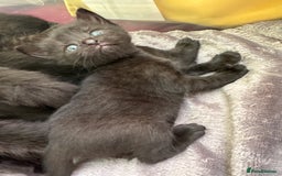 Mixed Breed cats for sale: Beautiful kittens 🐈‍⬛  - Image 19