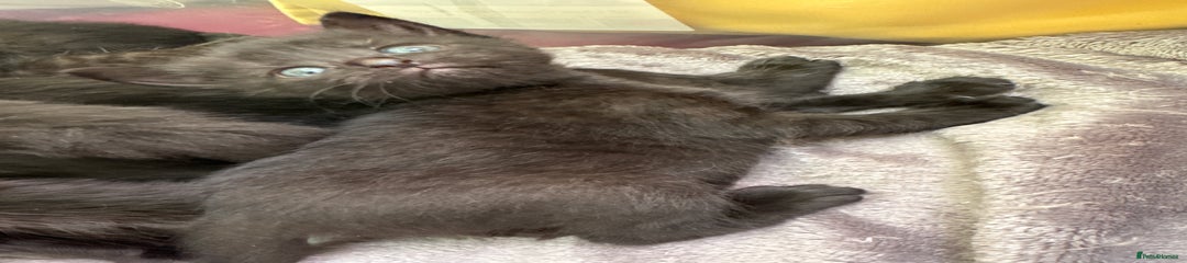 Mixed Breed Kitten 5