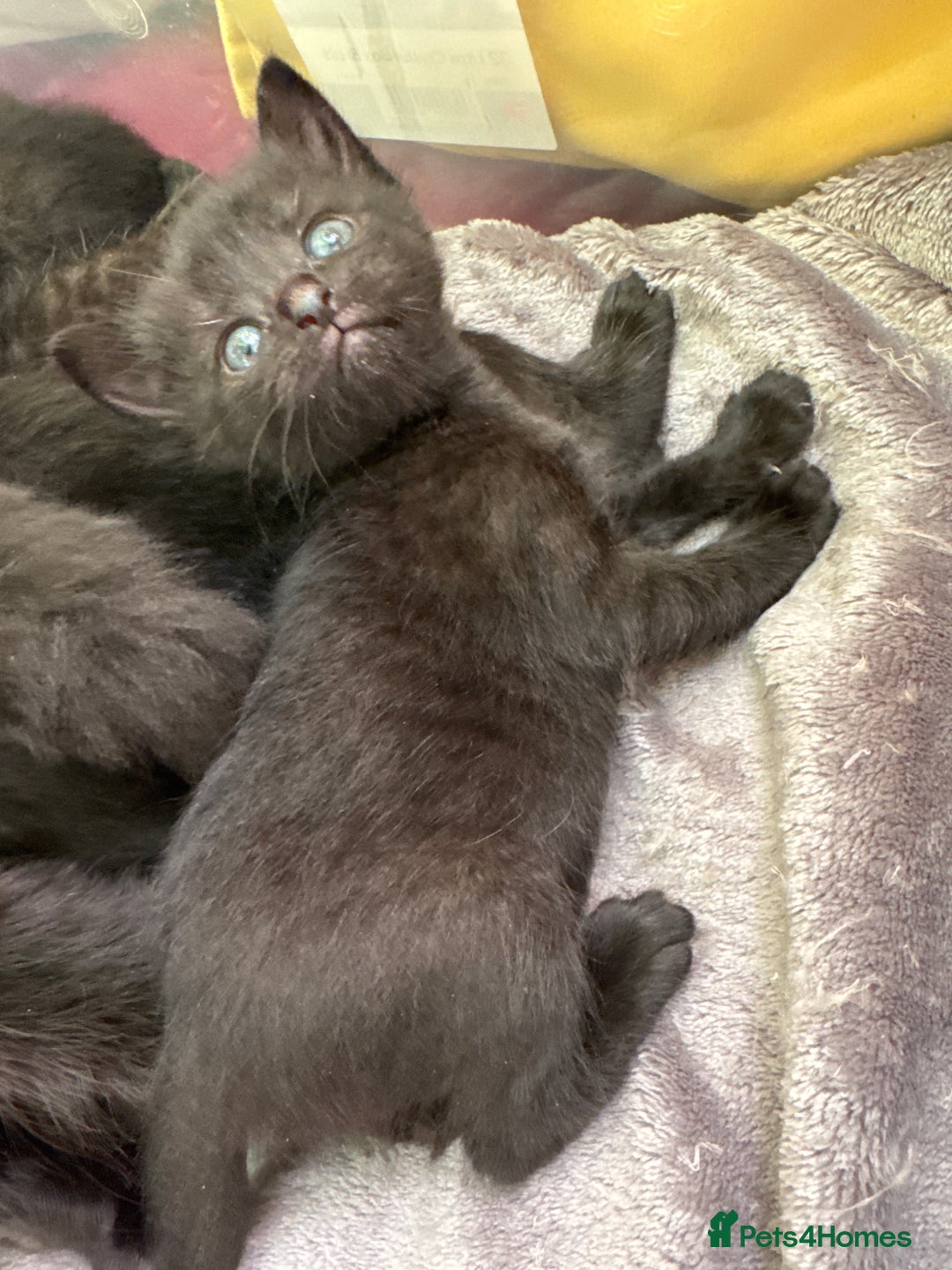 Mixed Breed cats for sale: Beautiful kittens 🐈‍⬛  - Image 19