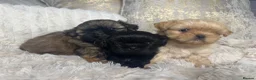 Shih Tzu dogs for sale: Imperial Shih Tzu puppies  in Derby - Advert 7