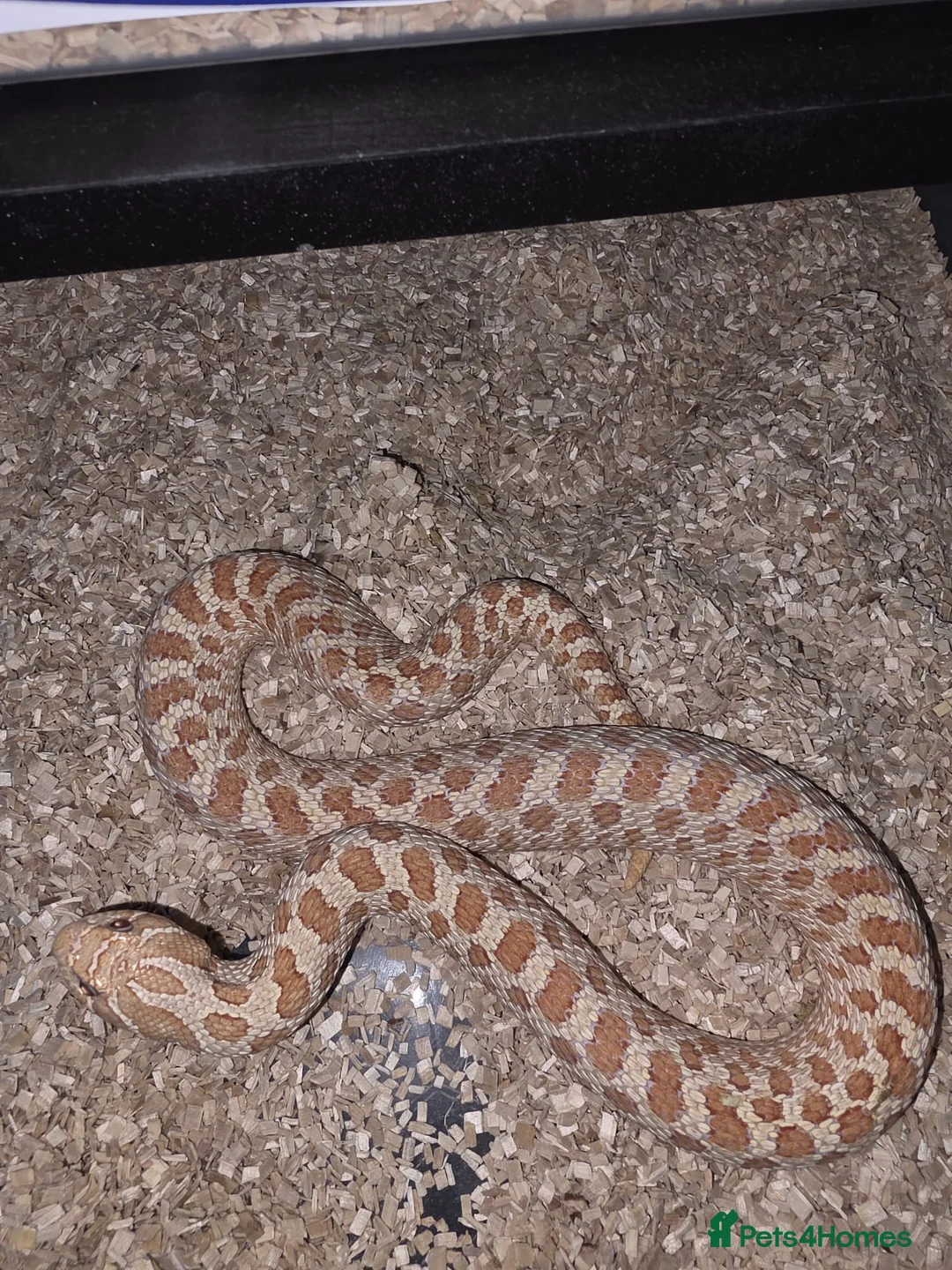 Snake reptiles for sale: Western Hognose Female Snakes - Advert 2