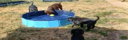 Labrador Retriever dogs for sale: KC REGISTERED BLACK BITCH PUPPY FOR SALE - Advert 5