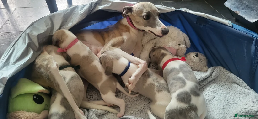 Whippet dogs for sale: Whippet puppies pure mix blue litter in Heanor - Advert 8