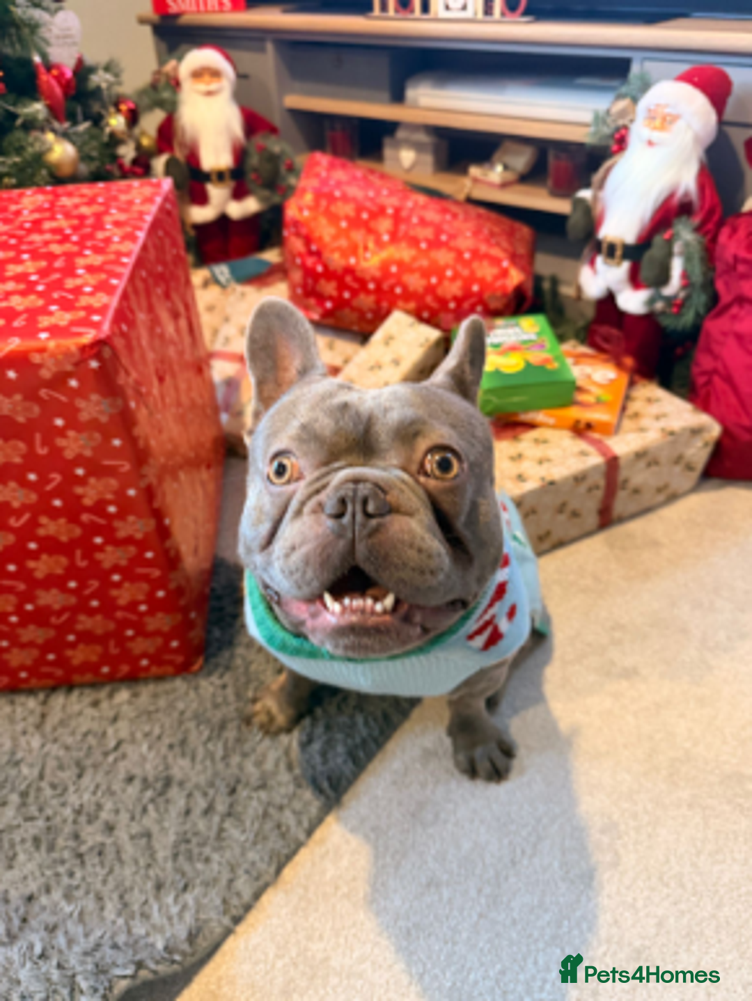 French Bulldog dogs for sale: 1 Year old Male French Bulldog.  - Advert 3