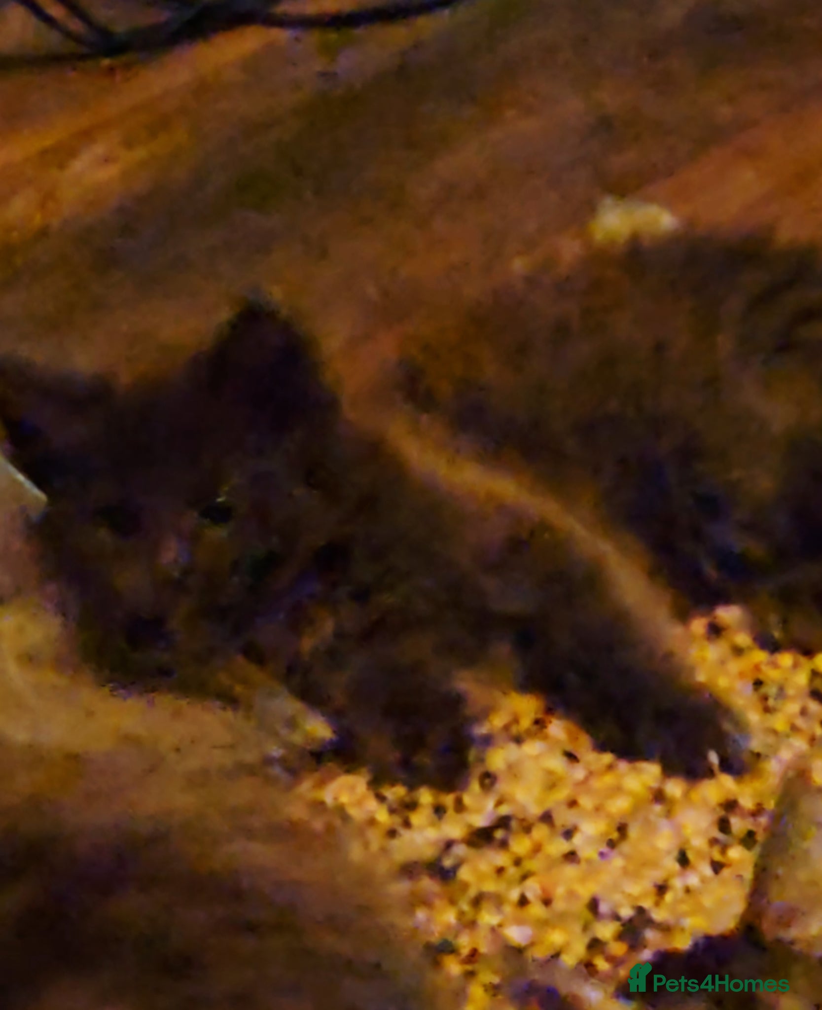 Maine Coon cats GCCF registered Blue  Maine coon litter  - Advert 5