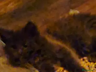 Maine Coon cats GCCF registered Blue Maine coon litter - Advert 5