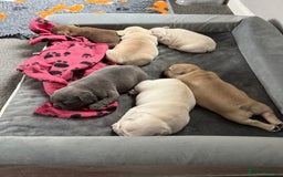 French Bulldog dogs for sale: French bulldog pups ❤️ - Image 10