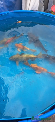 Koi Carp fish - Advert 8