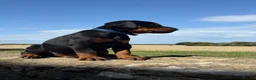 Dobermann dogs for sale: Beautiful, Healthy Doberman Puppies  - Advert 10