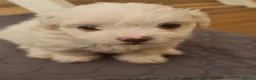 Bichon Frise dogs for sale: Gorgeous bichion frize puppies  - Advert 9