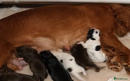 Cocker Spaniel dogs for sale: Kc Reg Cocker Spaniel Puppies Available - Image 13