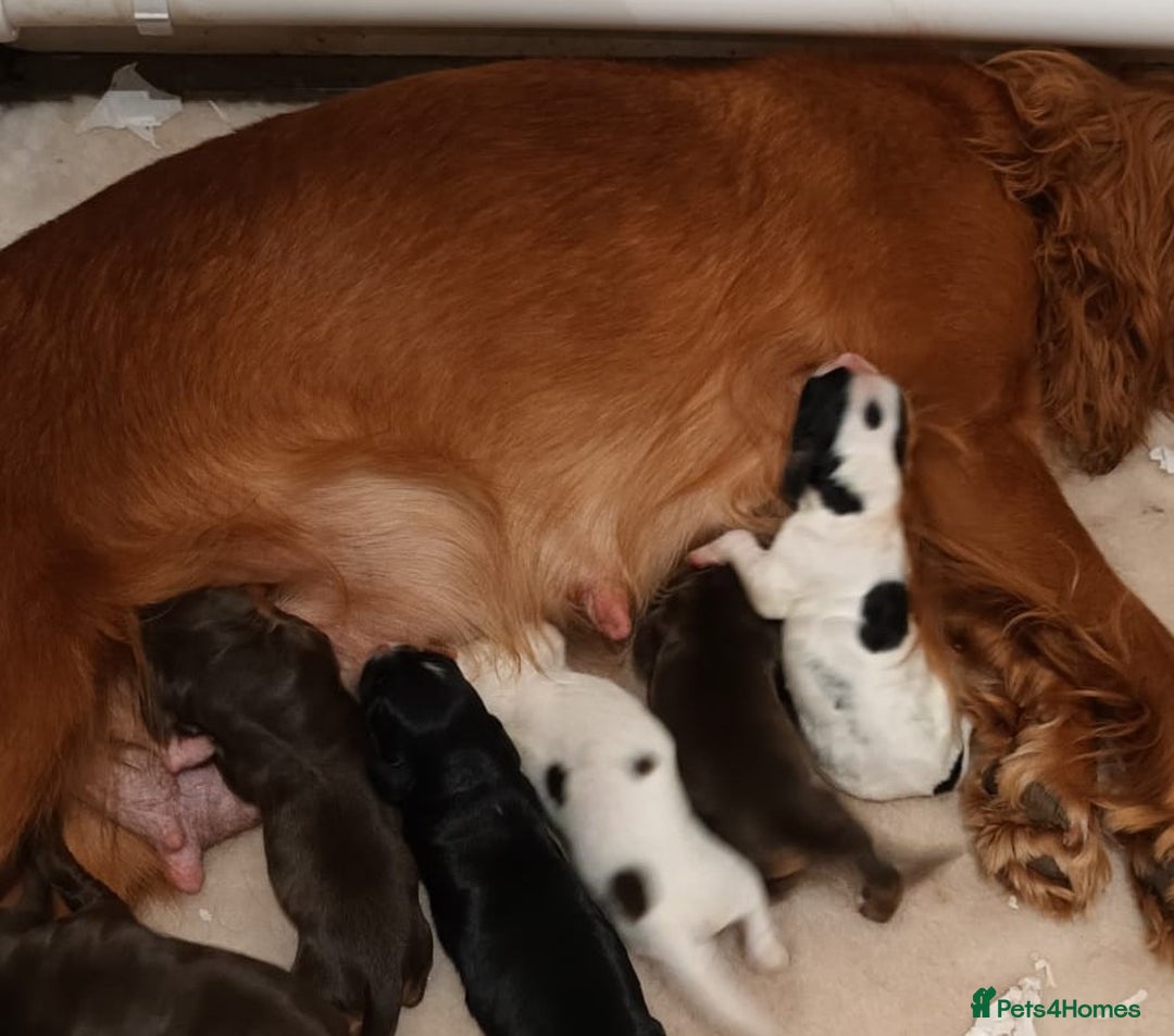 Cocker Spaniel dogs for sale: Kc Reg Cocker Spaniel Puppies Available - Image 13
