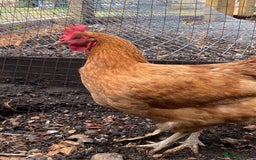 Chickens poultry for sale: 7 HYBRID HENS FOR SALE  - Image 4