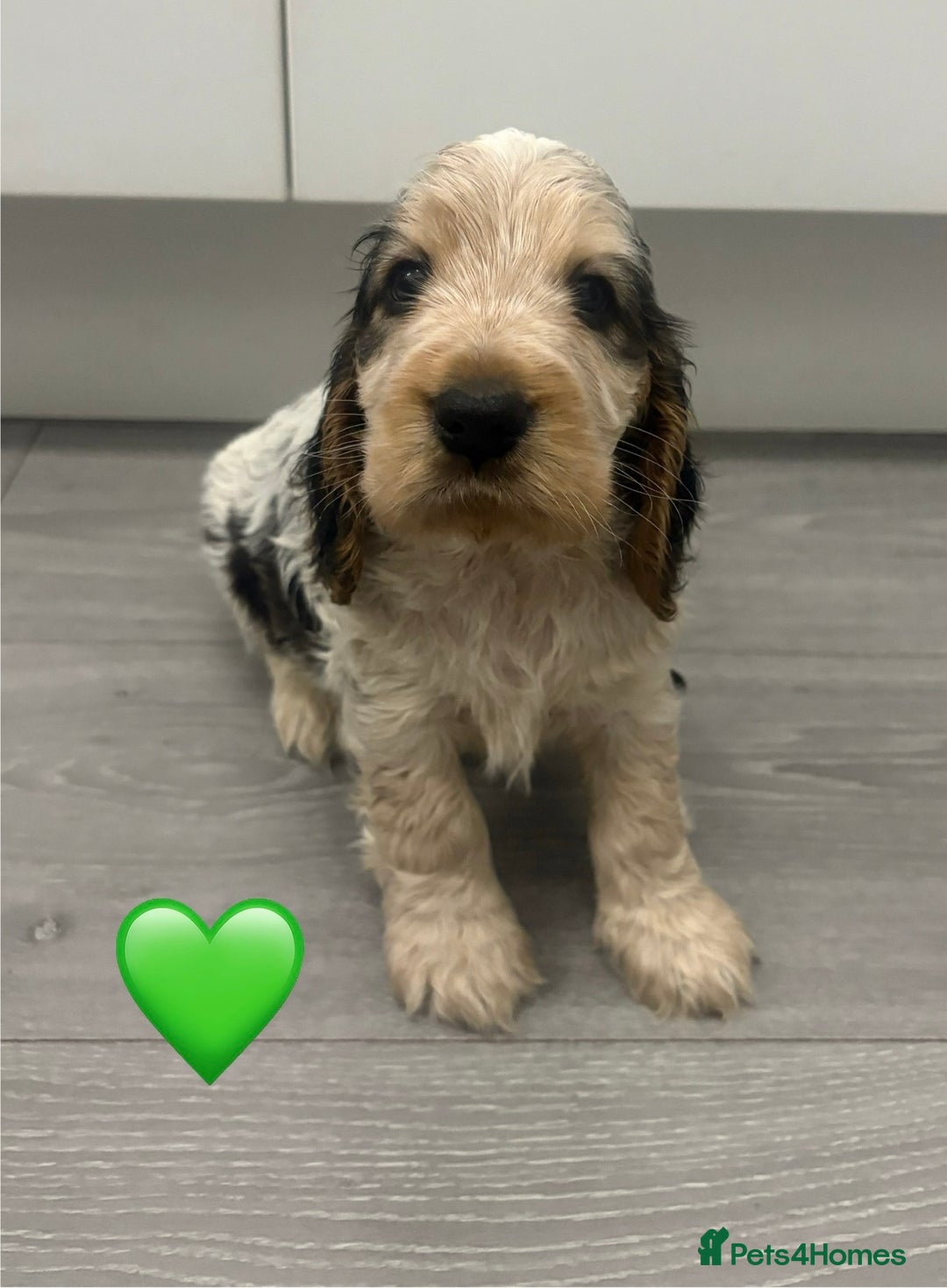 Cocker Spaniel dogs for sale: KC Reg Delightful Show Type Cocker Spaniels - Advert 20