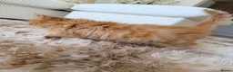 Persian cats for sale: Exotic long haired Persian kittens  in Bolton - Advert 11