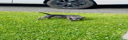 Staffordshire Bull Terrier dogs for sale: Staffordshire pups ready now  - Advert 3