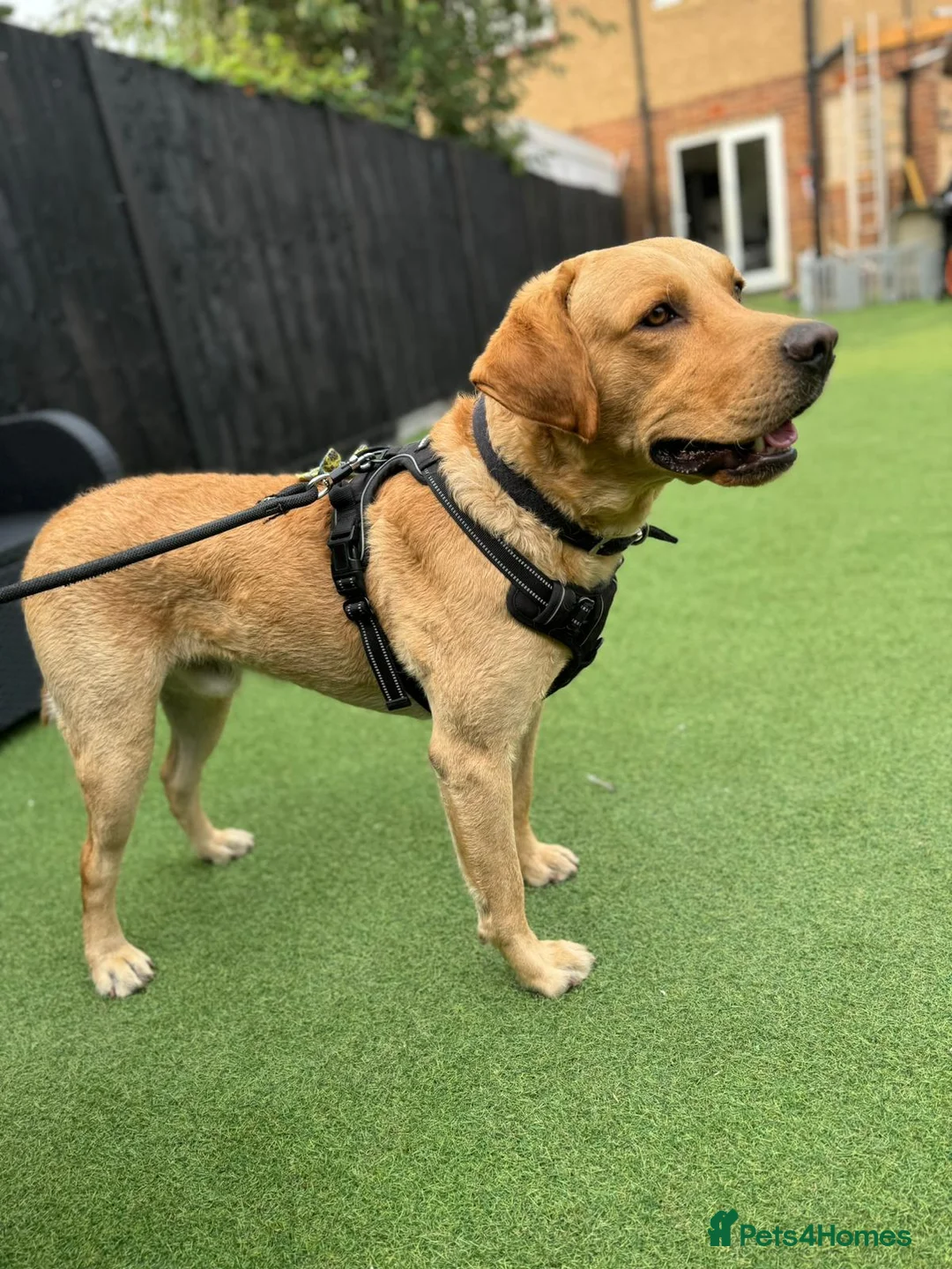 Labrador Retriever dogs for stud: Labrador Retriever Stud  - Advert 2