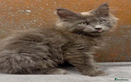Maine Coon cats for sale: Championship bloodline GCCF Maine Coon kittens - Image 2