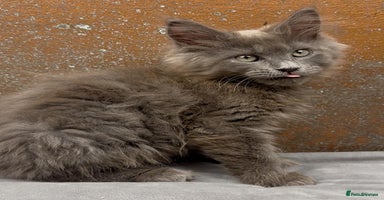 Maine Coon cats - Advert 13