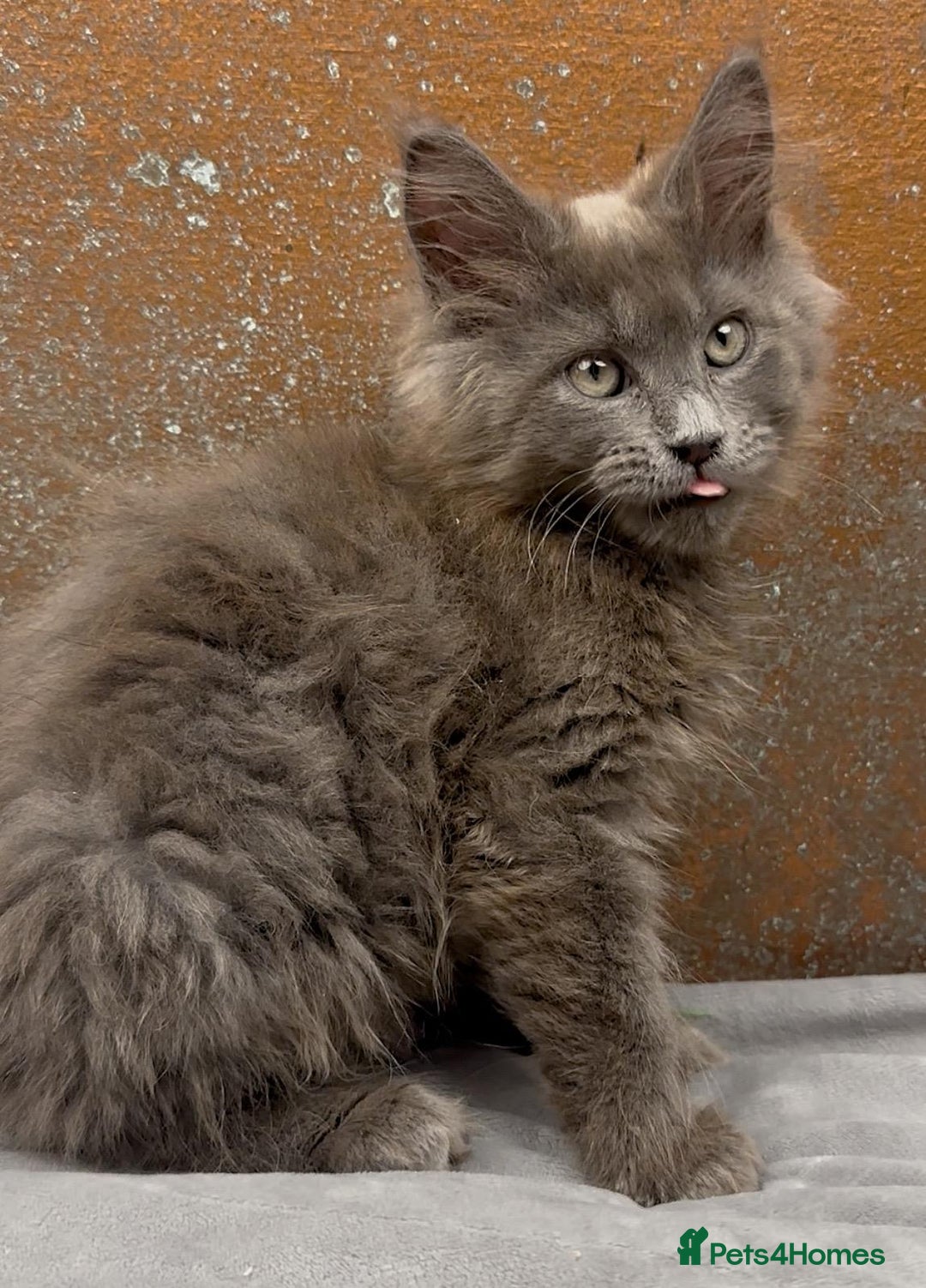 Maine Coon cats for sale: Championship bloodline GCCF Maine Coon kittens - Image 2