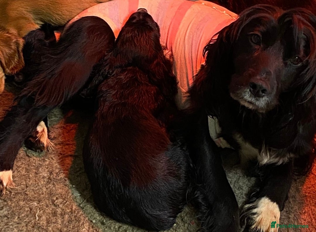 Cocker Spaniel dogs for sale: 2 black working cocker spaniel pups  - Image 7