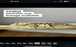Gecko reptiles for sale: CRESTED GECKOS - Image 6