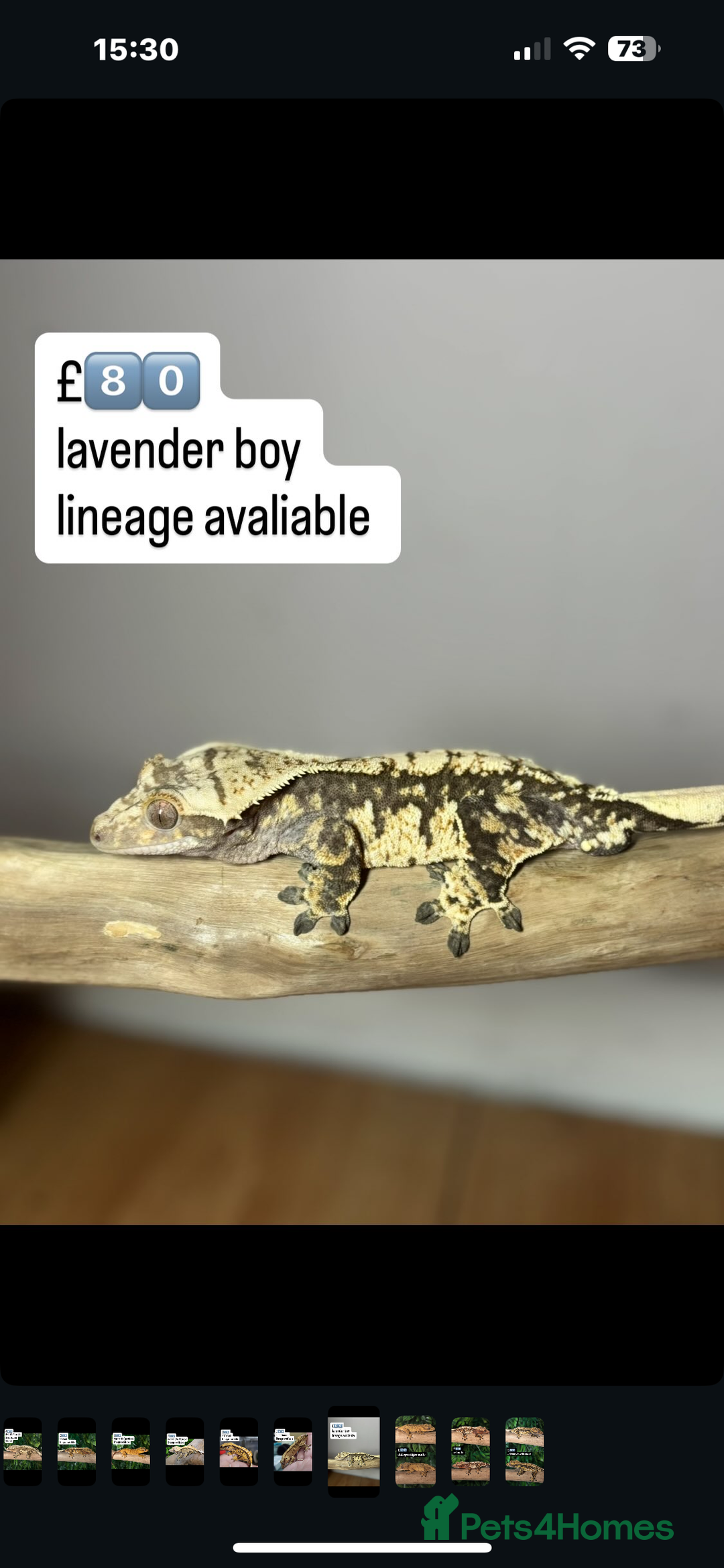 Gecko reptiles for sale: CRESTED GECKOS - Image 6