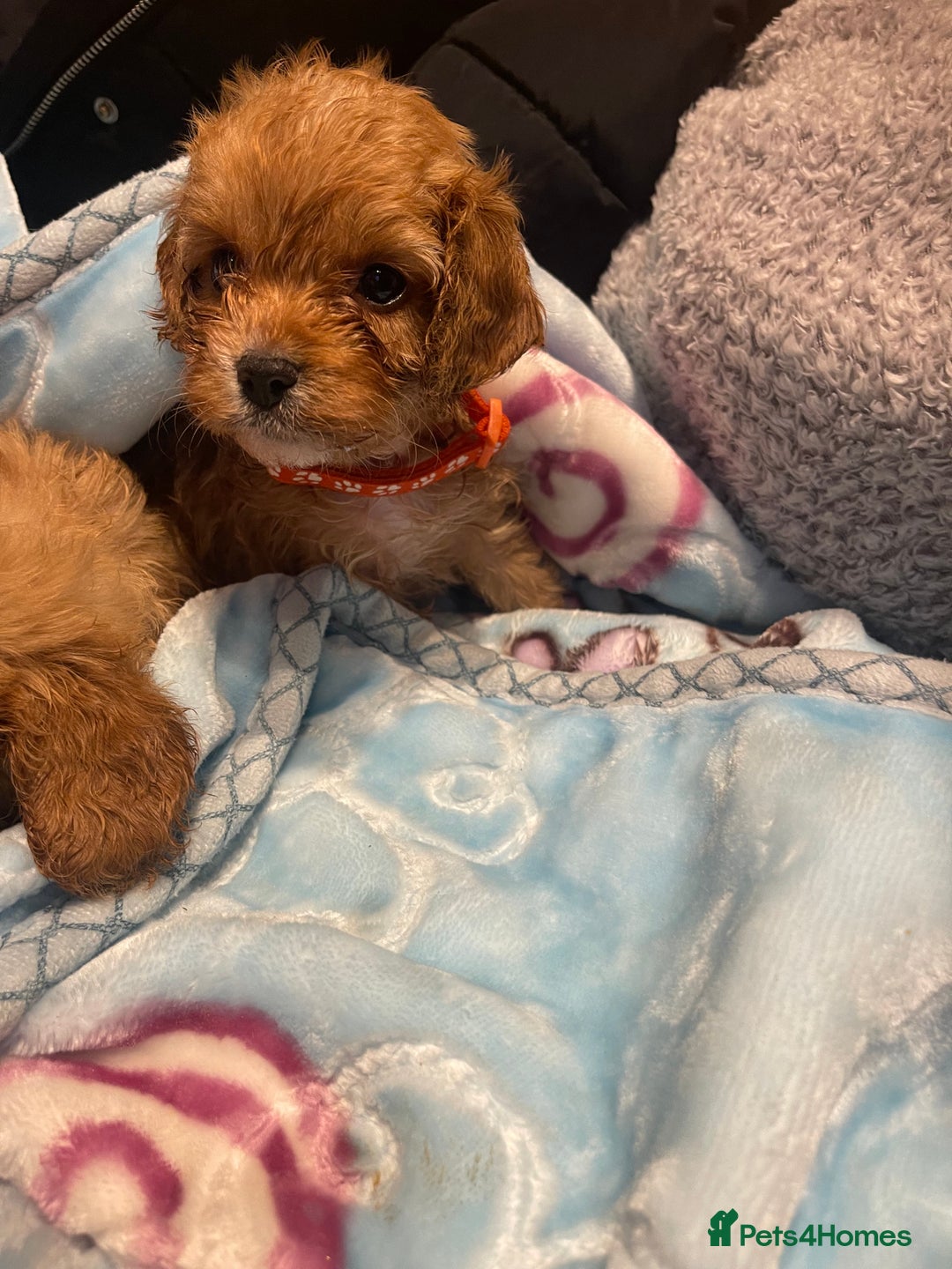 Cavapoo dogs for sale: Adorable toy Cavapoo pups apricot or fox red  - Image 37