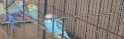 Budgerigars birds for sale: Baby buddies for sale - Advert 13