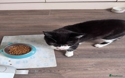 Mixed Breed cats for sale: X2 male cats Batman & Blacky - Image 11
