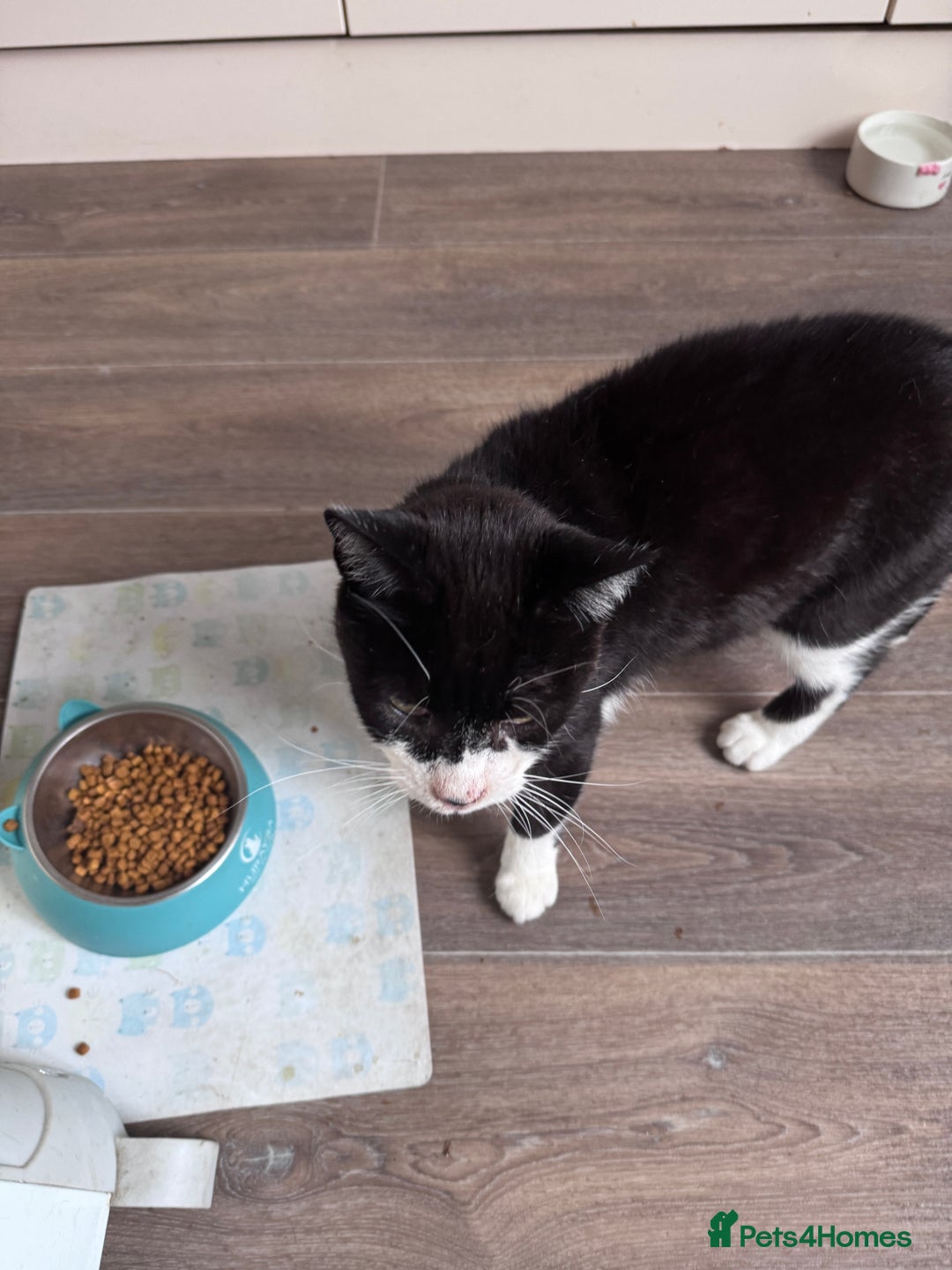 Mixed Breed cats for sale: X2 male cats Batman & Blacky - Image 11