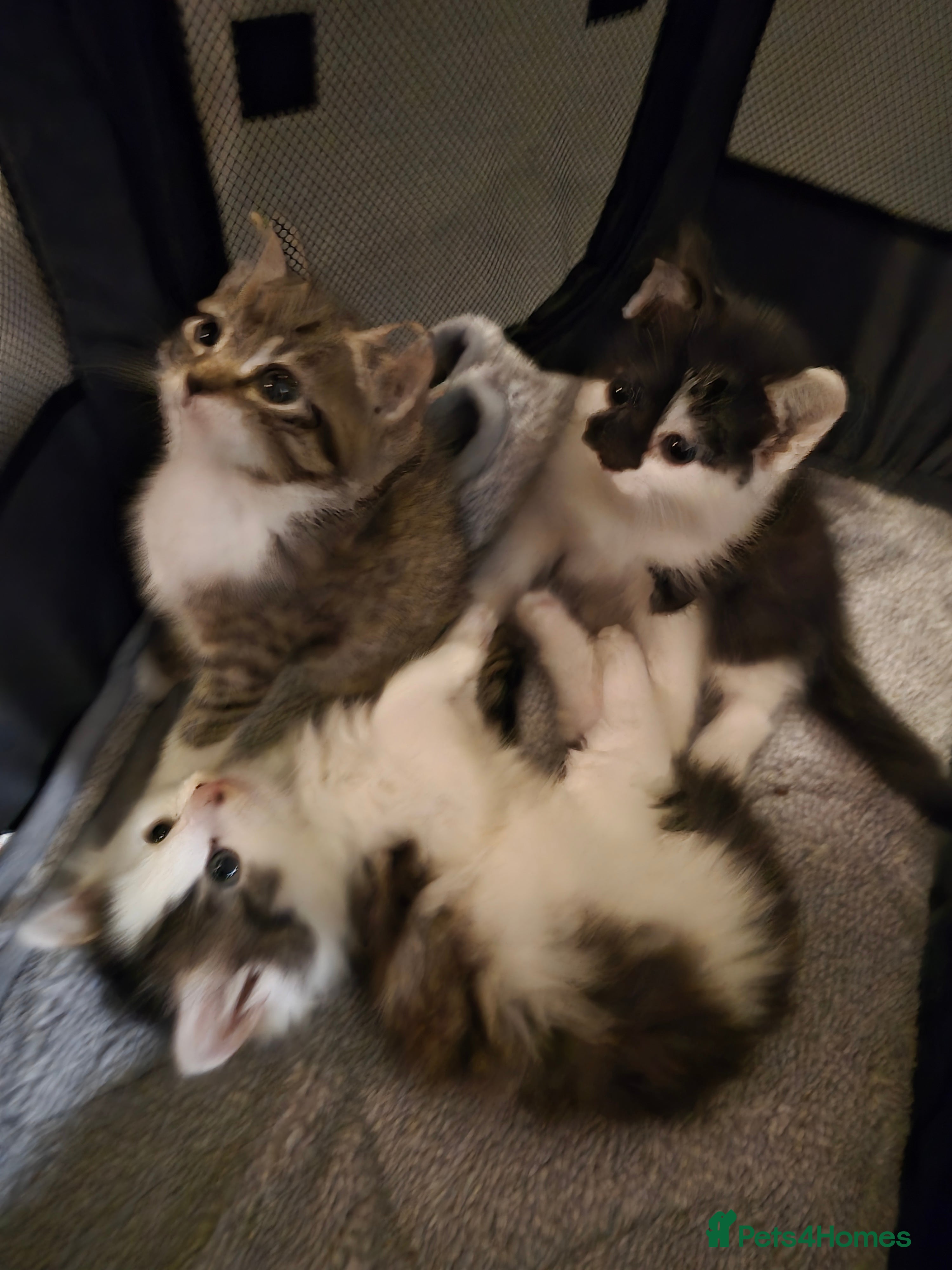 Mixed Breed cats XxX Gorgeous calico mixedbreed kittens XxX😸 🥰 - Advert 1