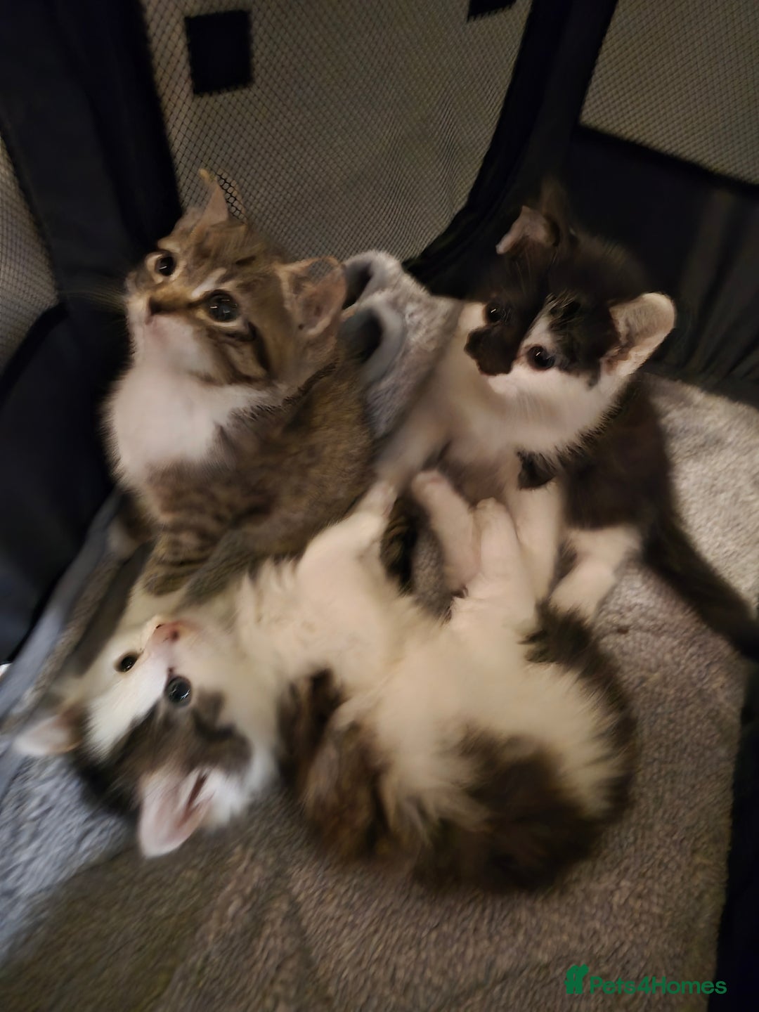 Mixed Breed cats for sale: XxX Gorgeous calico mixedbreed kittens 2 left ♥️  - Advert 12