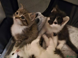 Mixed Breed cats XxX Gorgeous calico mixedbreed kittens XxX😸 🥰 - Advert 6
