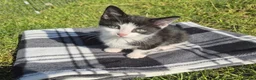 Bengal cats for sale: Beautiful Bengal x Korat kittens  - Advert 4