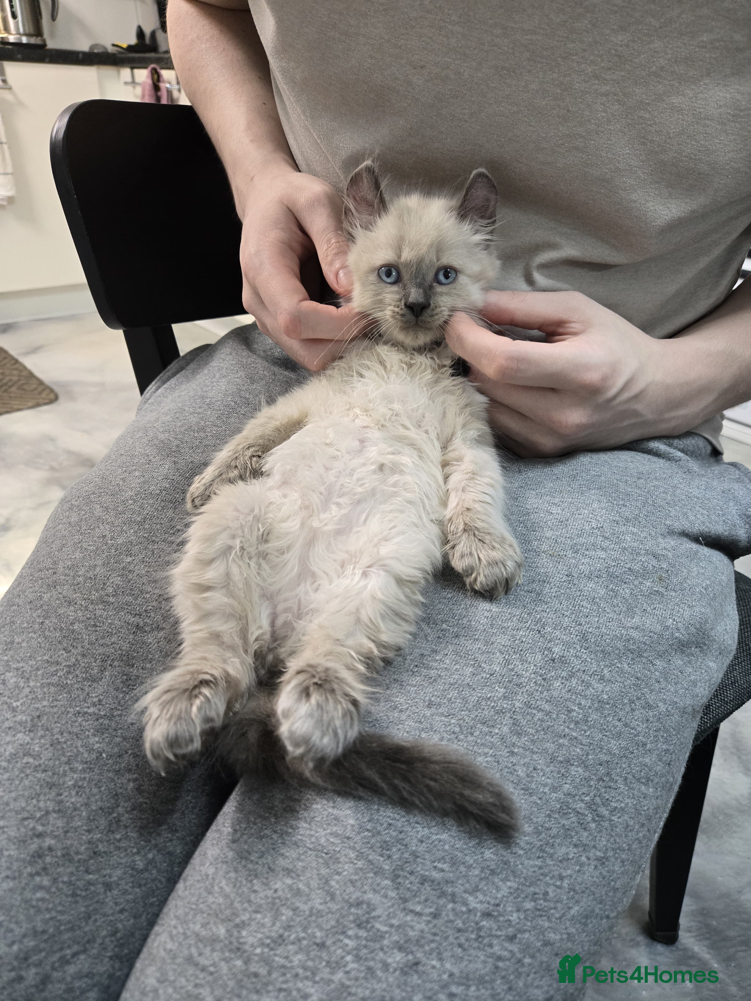 American Curl cats RARE, Unique, Affectionate American Curl Kittens!  - Advert 2