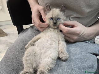 American Curl cats RARE, Unique, Affectionate American Curl Kittens! - Advert 2