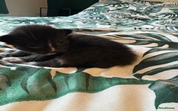 Mixed Breed cats for sale: Domestic Shorthair cross Maine CoonRagdoll kittens - Image 1