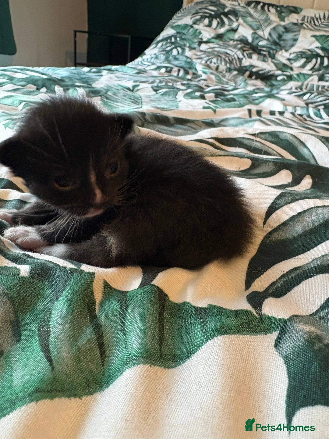 Mixed Breed cats for sale: Domestic Shorthair cross Maine CoonRagdoll kittens - Image 1